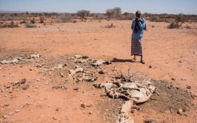 The Toll of Drought on Displaced and Vulnerable People in Somalia